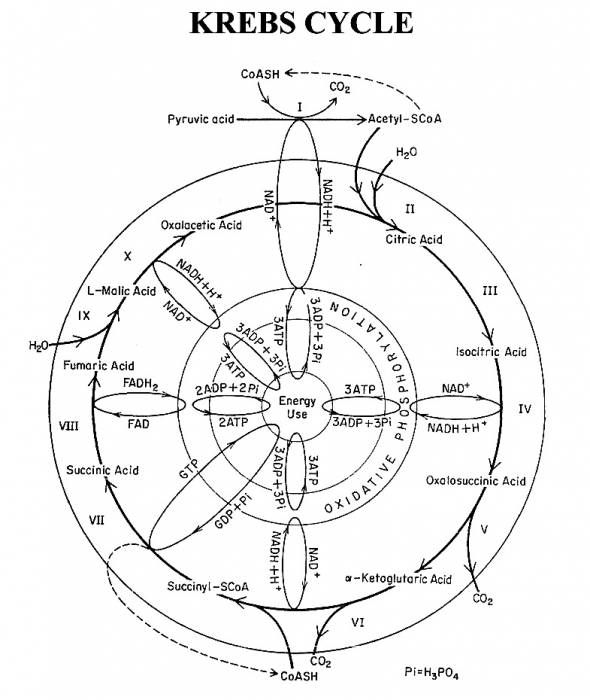 krebs_cycle.jpg